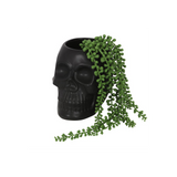 Black Skull Plant Pot