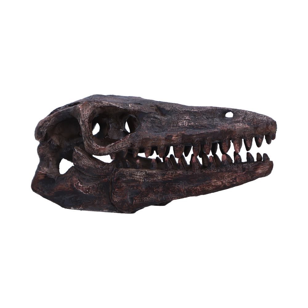 Archaeopteryx Skull Replica