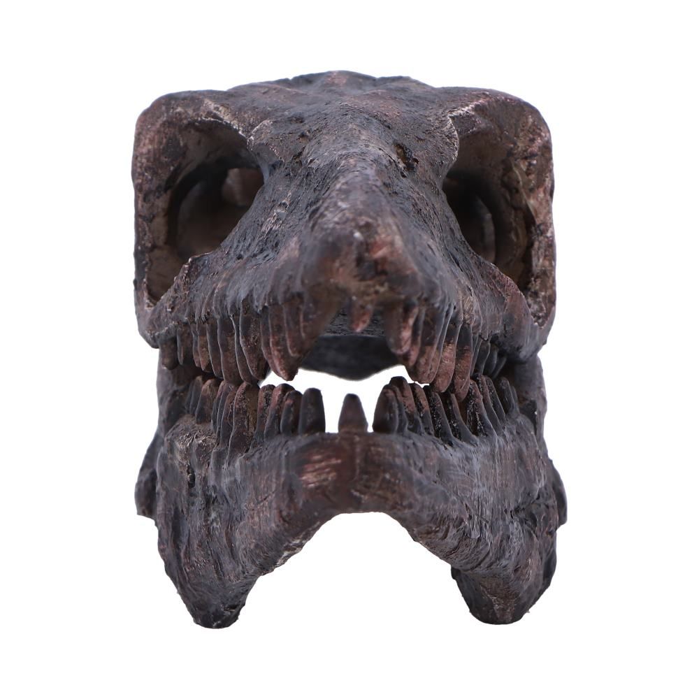 Archaeopteryx Skull Replica