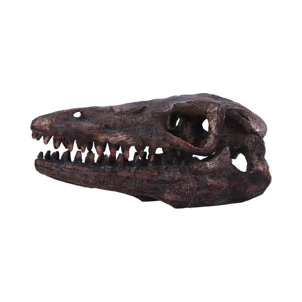 Archaeopteryx Skull Replica