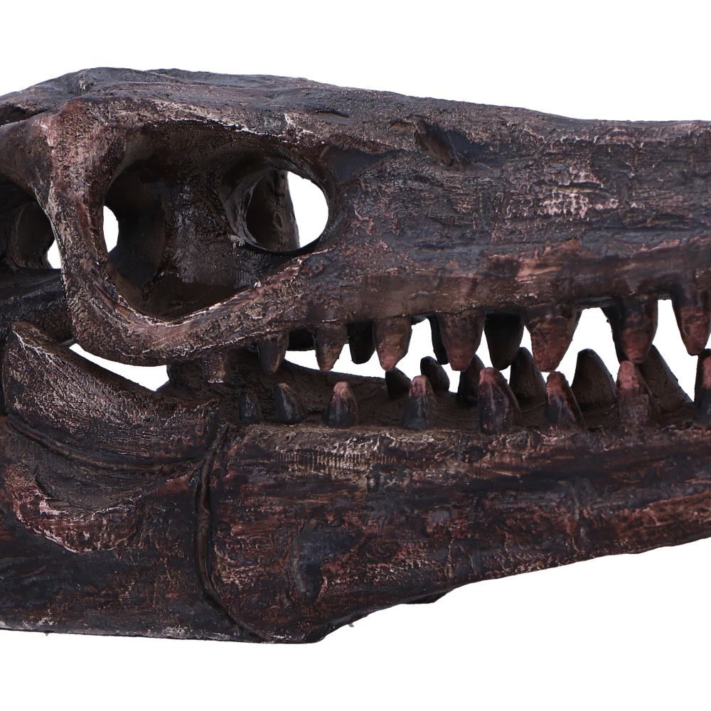 Archaeopteryx Skull Replica