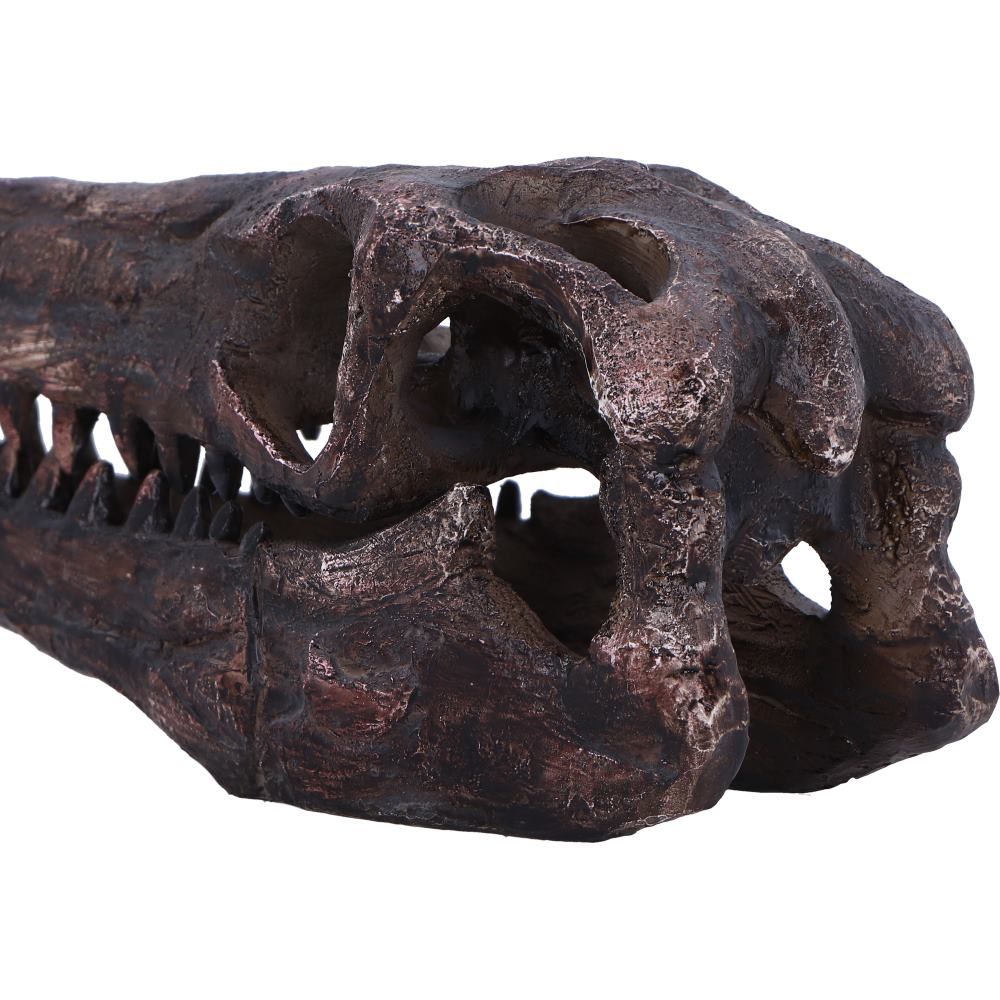 Archaeopteryx Skull Replica