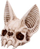 Bat Skull Vespertilio