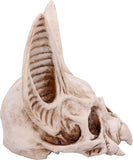 Bat Skull Vespertilio