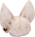 Bat Skull Vespertilio