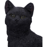 Familiar Fate Black Cat & Skull Figurine