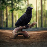 Ravens Perch