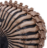 Spine Head Skull Ornament