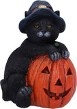 Trick or Treat Pumpkin Cat