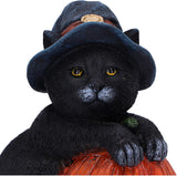 Trick or Treat Pumpkin Cat