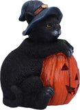 Trick or Treat Pumpkin Cat