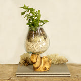 Molten Glass & Wood Bowl (medium)