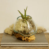 Molten Glass & Wood Bowl (small)
